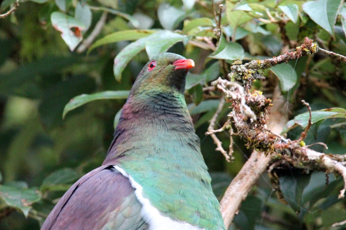 New Zealand Pigeon (Hemiphaga novaeseelandiae), Te Anau Milford Highway, New Zealand, 2014-03-06 New Zealand Pigeon (Hemiphaga novaeseelandiae)